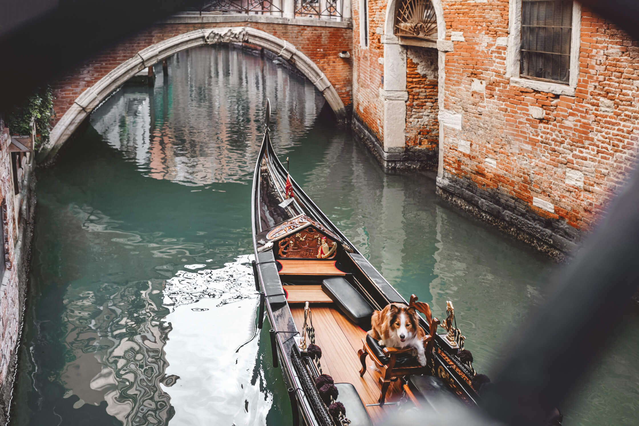 A dog on the gondola.