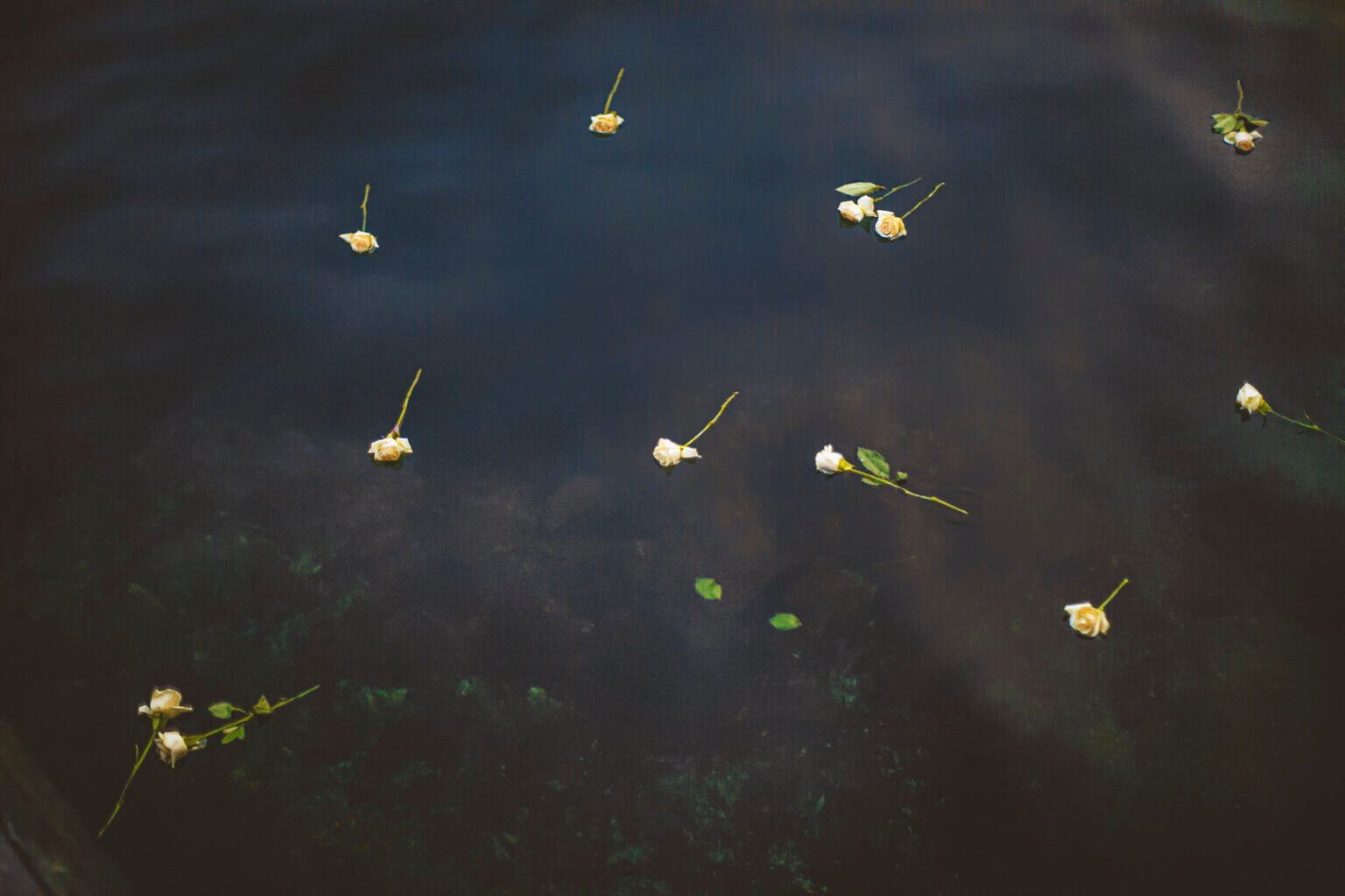 flowers_on_the_water